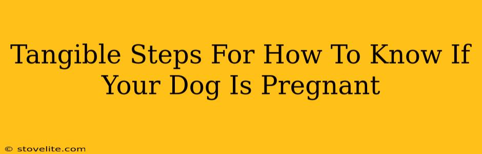 Tangible Steps For How To Know If Your Dog Is Pregnant