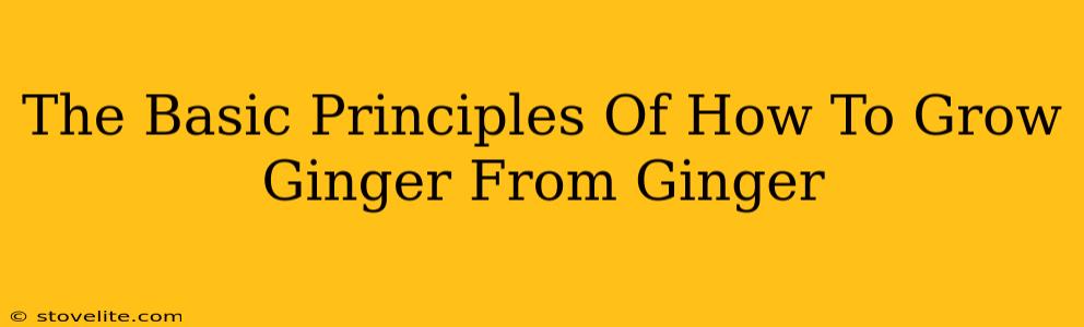 The Basic Principles Of How To Grow Ginger From Ginger