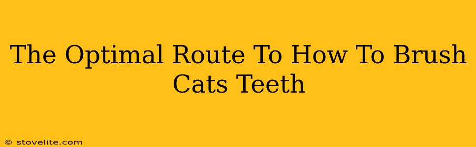 The Optimal Route To How To Brush Cats Teeth