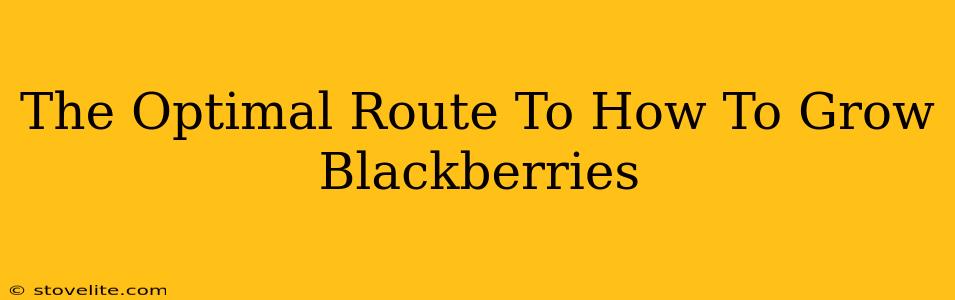 The Optimal Route To How To Grow Blackberries