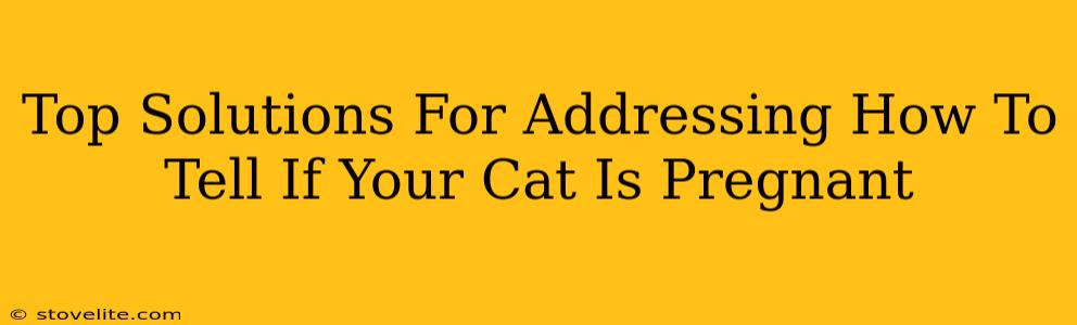 Top Solutions For Addressing How To Tell If Your Cat Is Pregnant