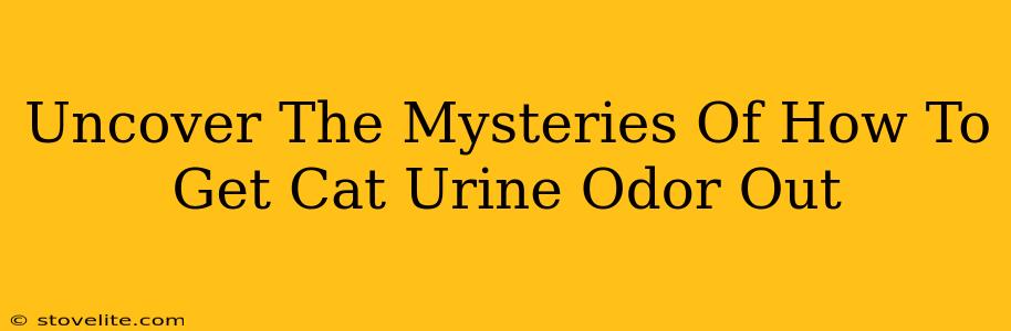 Uncover The Mysteries Of How To Get Cat Urine Odor Out