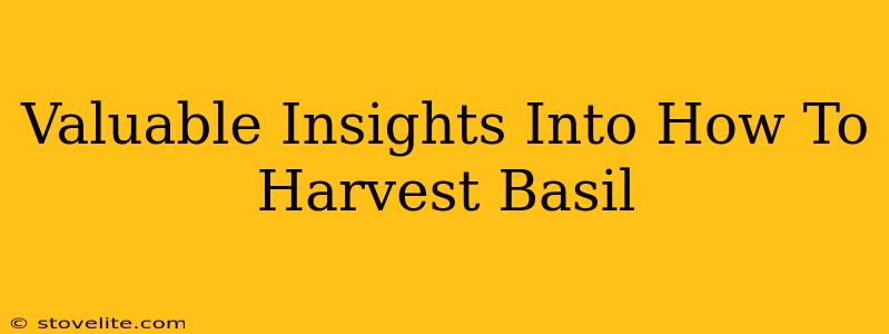 Valuable Insights Into How To Harvest Basil
